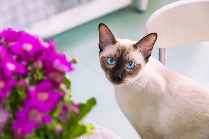 猫咪的寿命排行榜