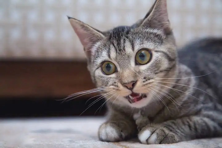 猫咪的寿命排行榜