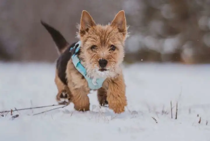 鬼马小精灵诺维奇梗