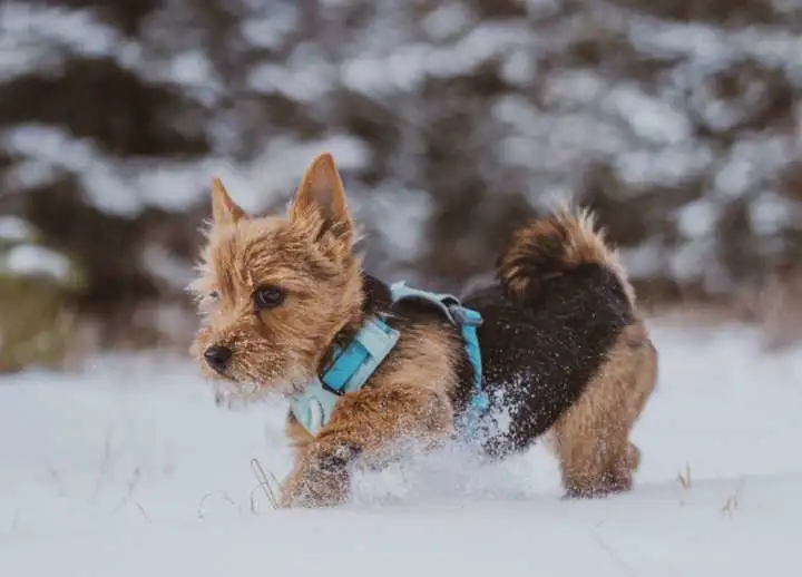 鬼马小精灵诺维奇梗