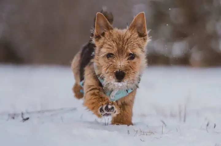 鬼马小精灵诺维奇梗