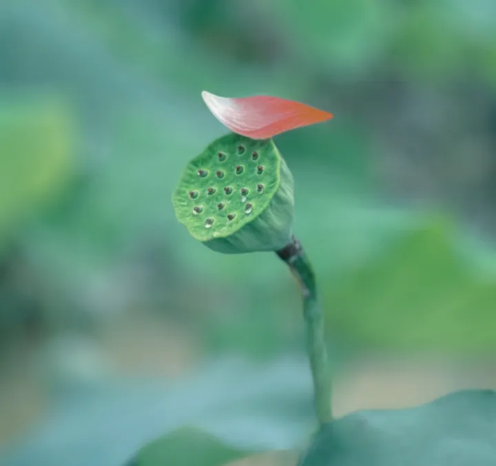 自然界的翡翠谜团