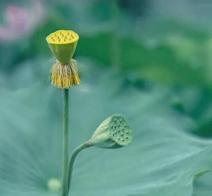 自然界的翡翠谜团