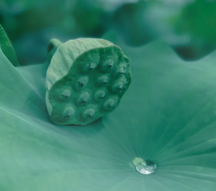 自然界的翡翠谜团