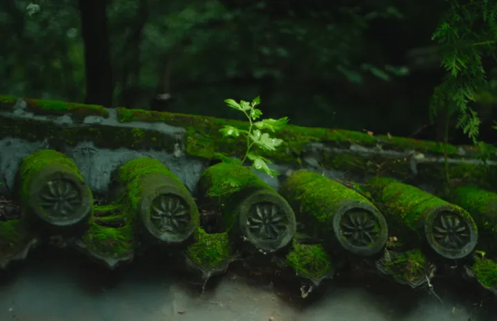 普陀山：神秘与庄严共生之地