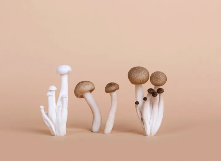 厨房里的艺术大师