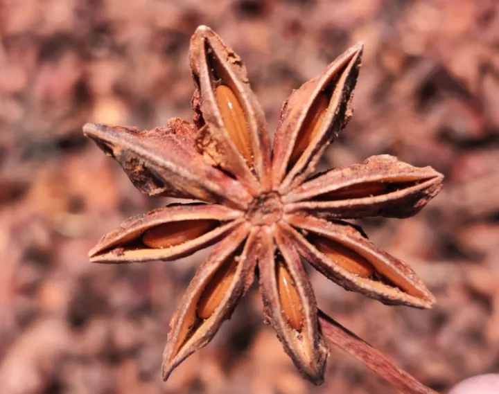 “假”八角有多可怕