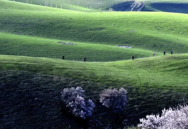 新疆萨哈野果林