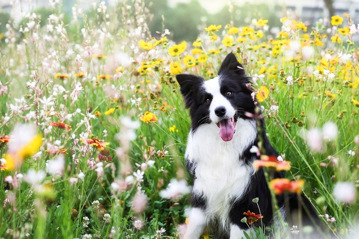 快乐边牧没烦恼