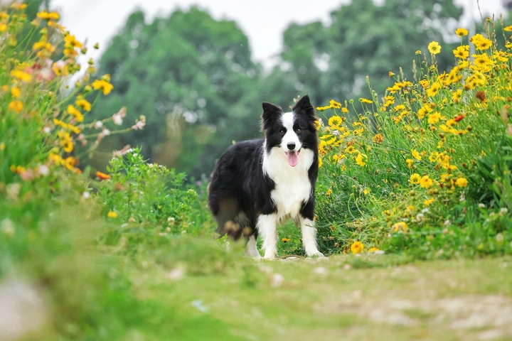 快乐边牧没烦恼