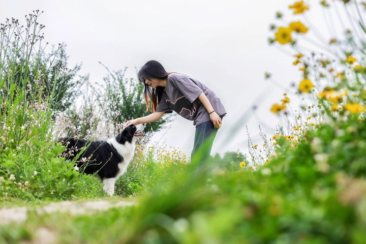 快乐边牧没烦恼