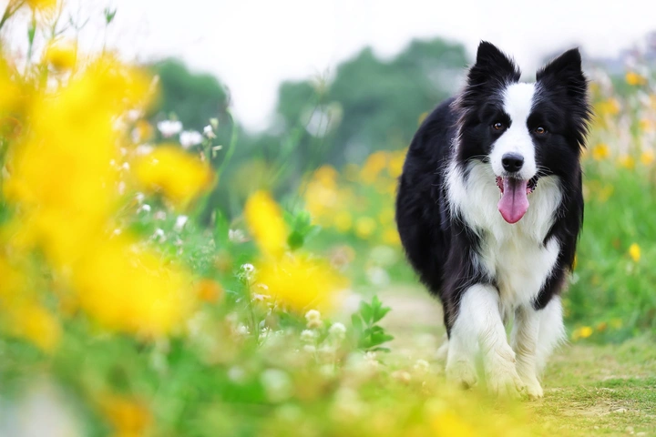 快乐边牧没烦恼