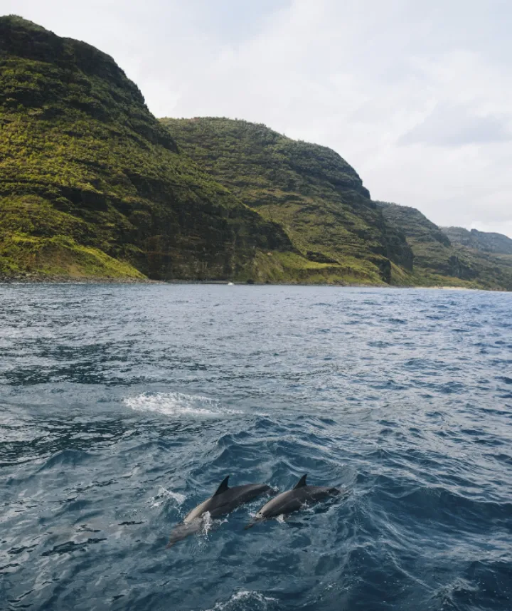 全球四大追豚圣地,你打卡了吗?