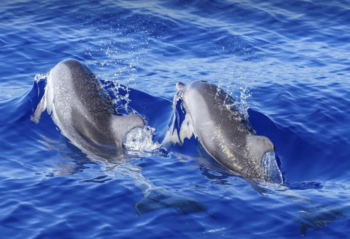 全球四大追豚圣地,你打卡了吗?