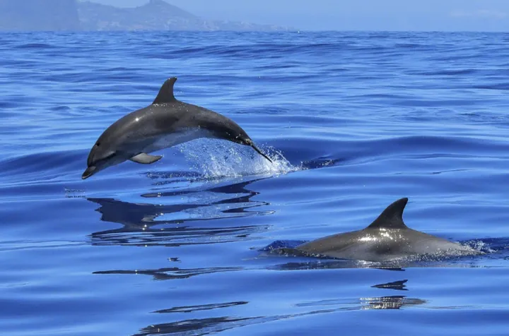 全球四大追豚圣地,你打卡了吗?