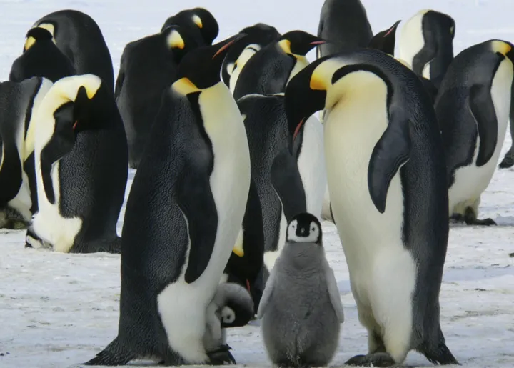 走进两极与沙漠:探索企鹅与骆驼的生存智慧与传奇!