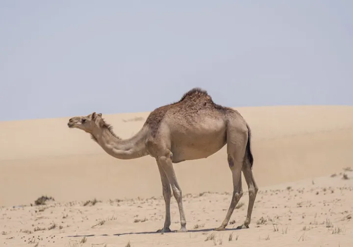 走进两极与沙漠:探索企鹅与骆驼的生存智慧与传奇!