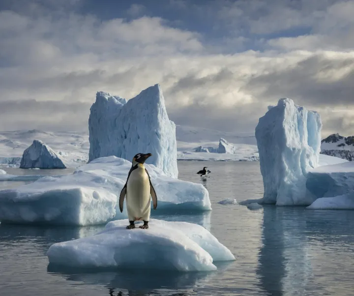 走进两极与沙漠:探索企鹅与骆驼的生存智慧与传奇!