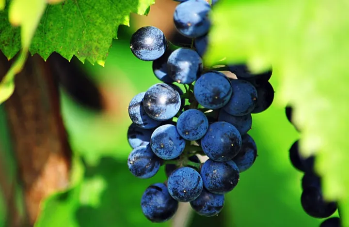 关于葡萄的冷知识