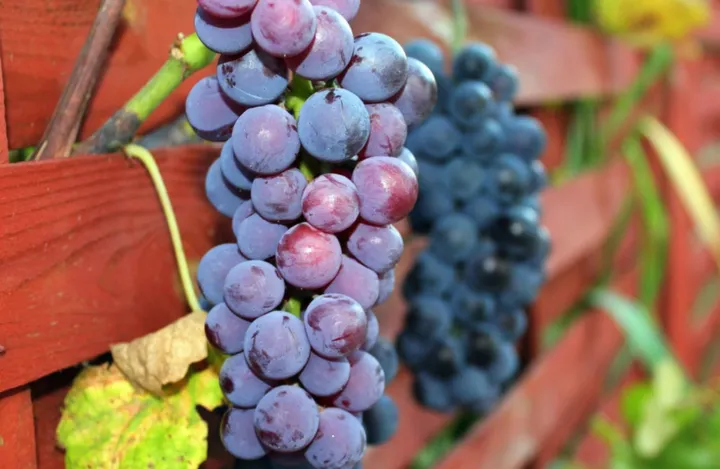 关于葡萄的冷知识