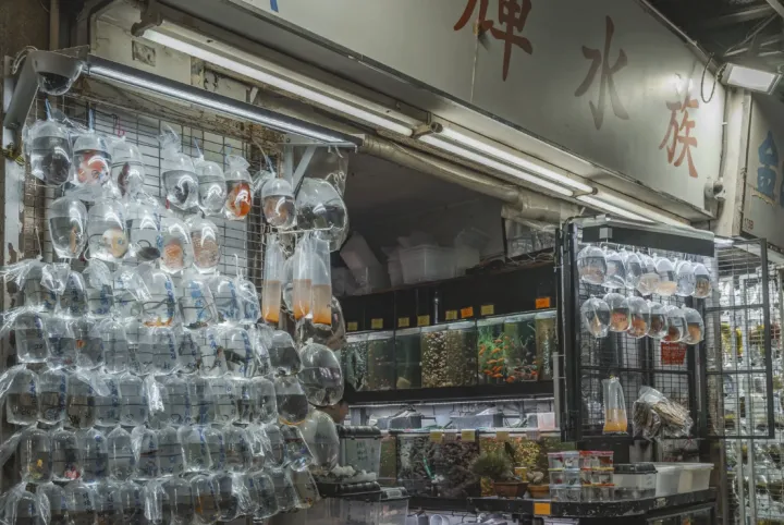 梦回《重庆森林》