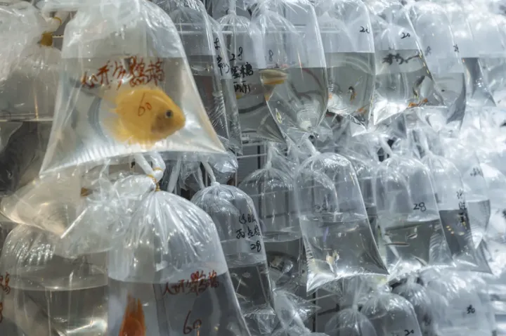 梦回《重庆森林》