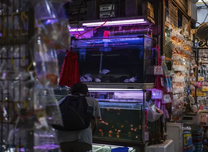 梦回《重庆森林》