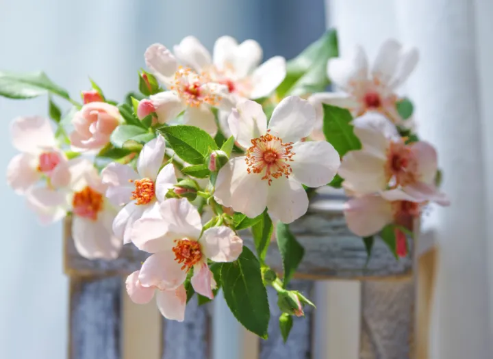 那些可以吃的“美丽”