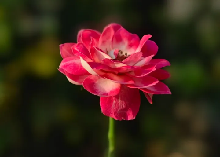 那些可以吃的“美丽”