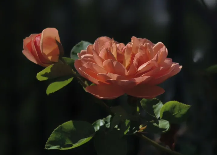 那些可以吃的“美丽”