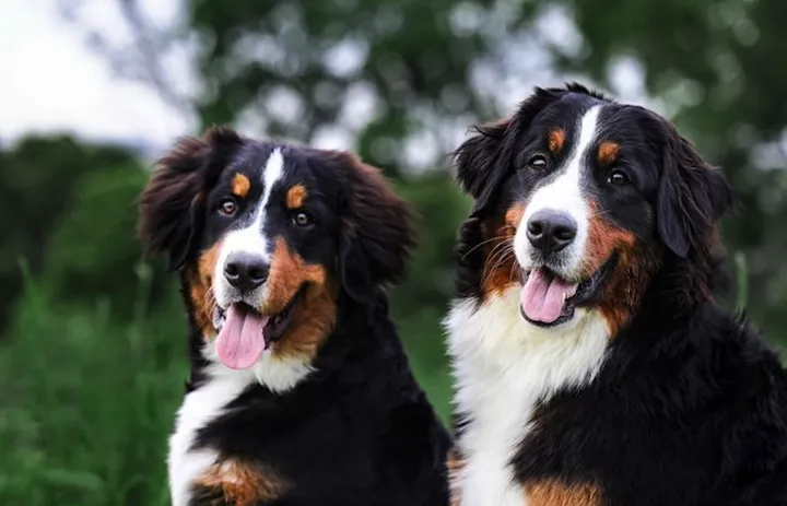 小狗的神奇现象