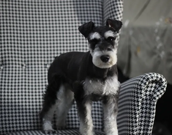 小狗的神奇现象