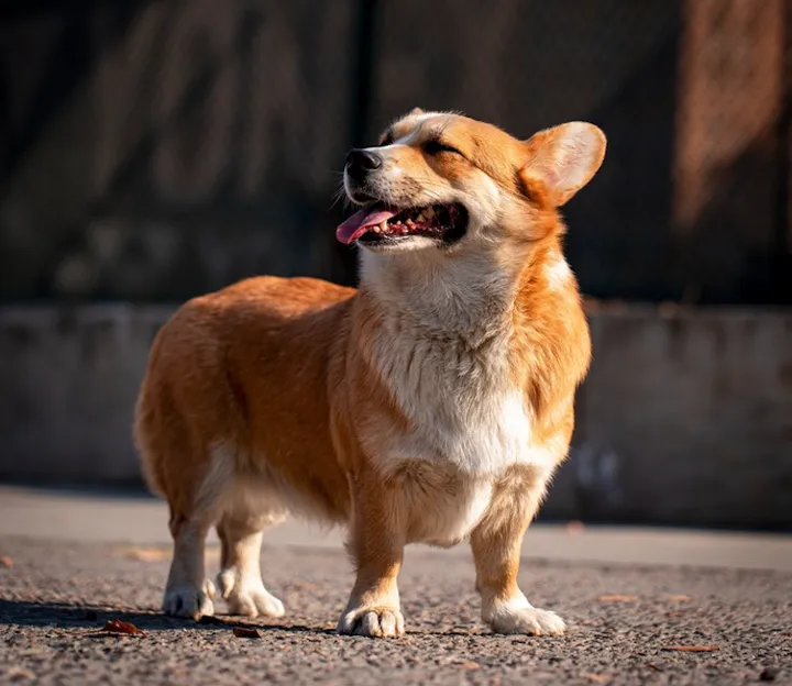 小狗的神奇现象