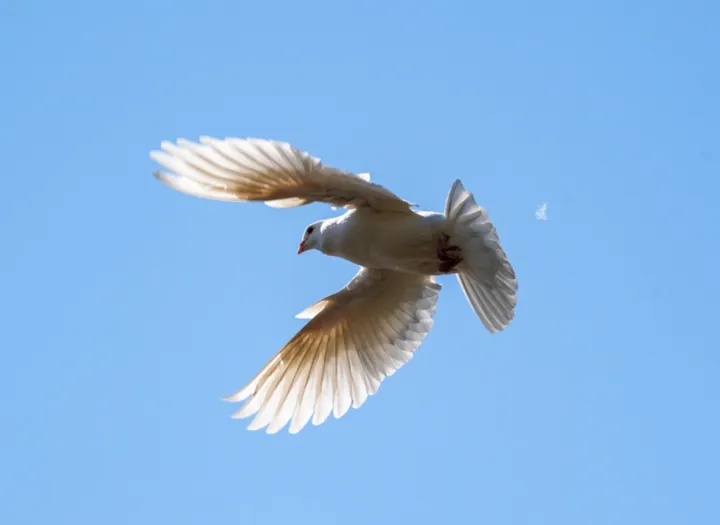 解密鸽子的生活艺术