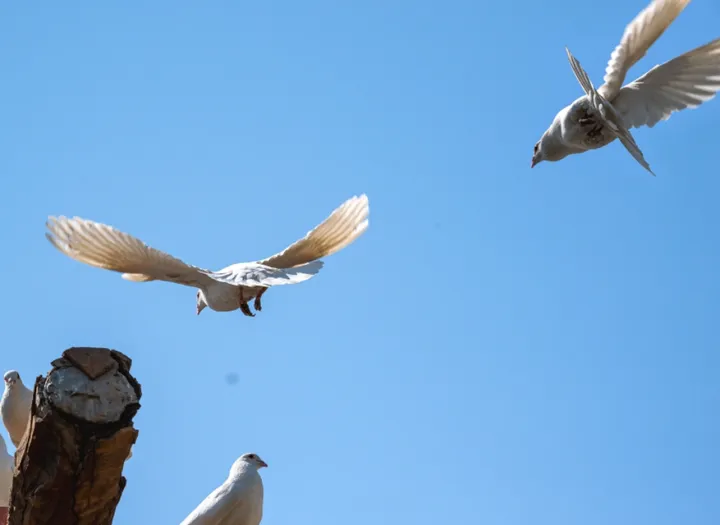 解密鸽子的生活艺术