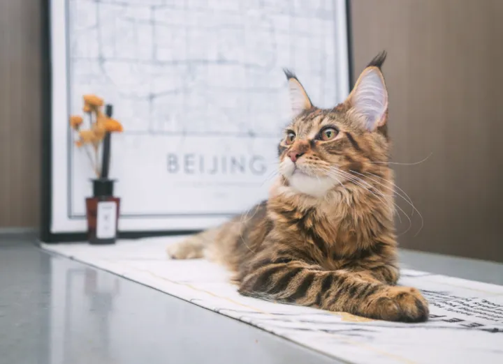 缅因猫的迷人风采