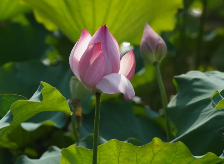 夏末荷花的静谧之美