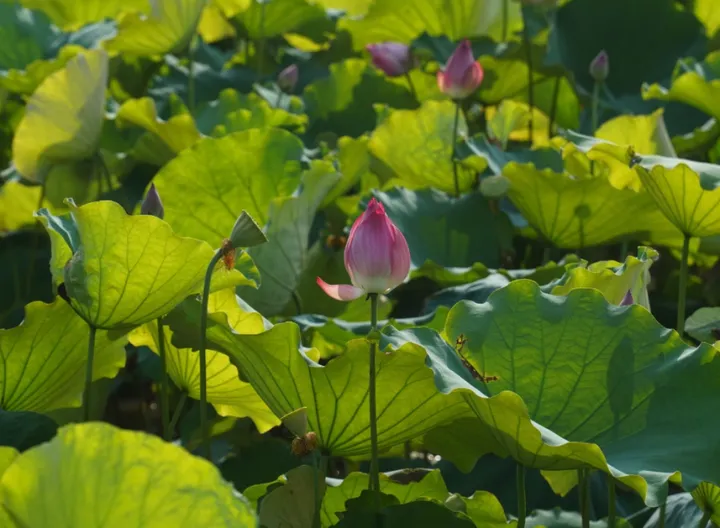 夏末荷花的静谧之美