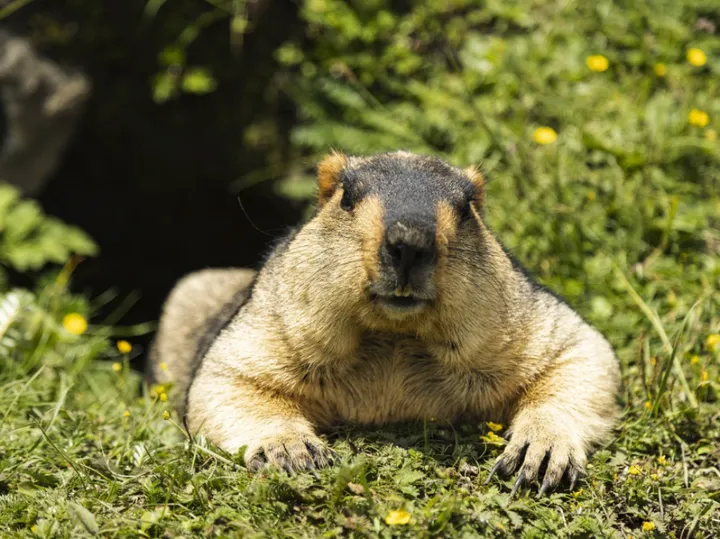 夏日草原上的灵动乐章