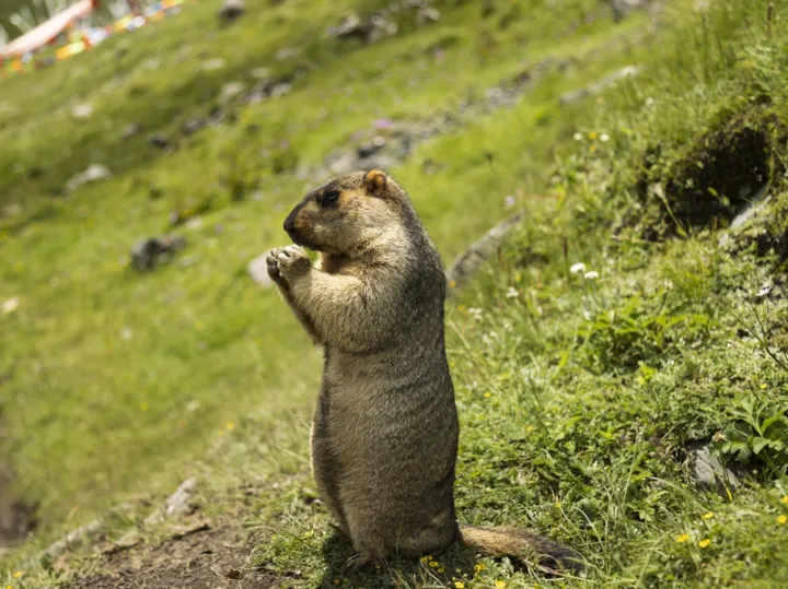 夏日草原上的灵动乐章