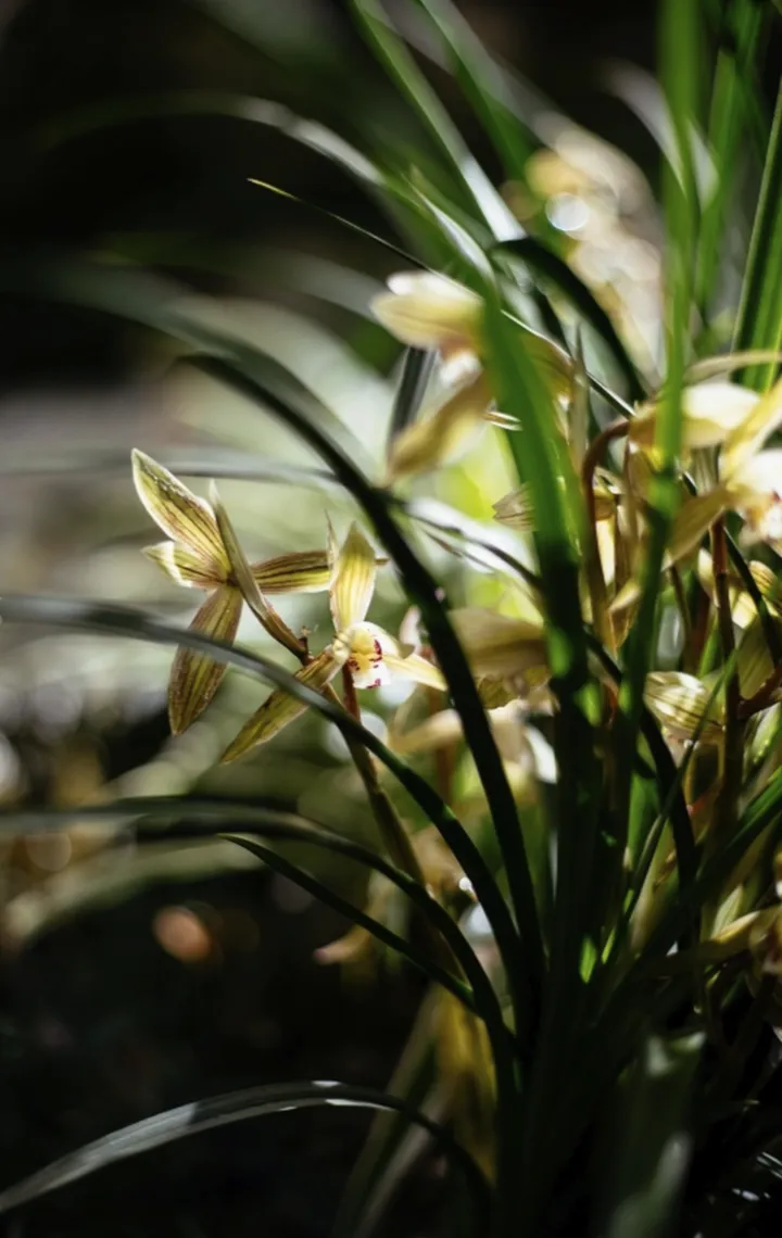 中秋节适合养什么花