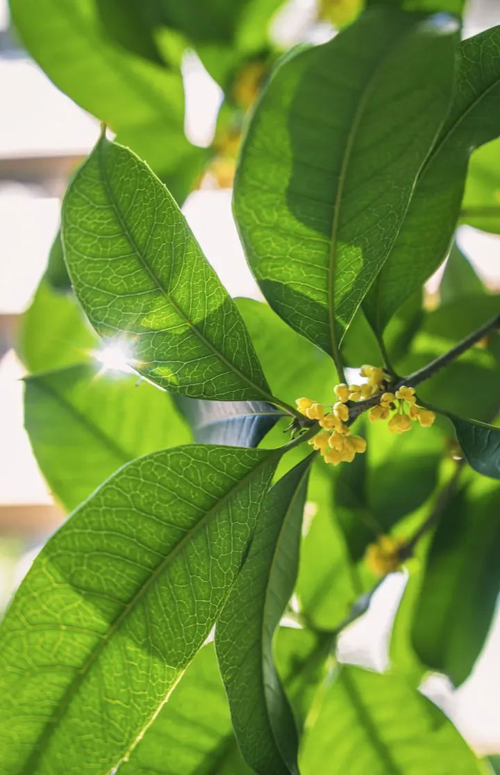 中秋节适合养什么花