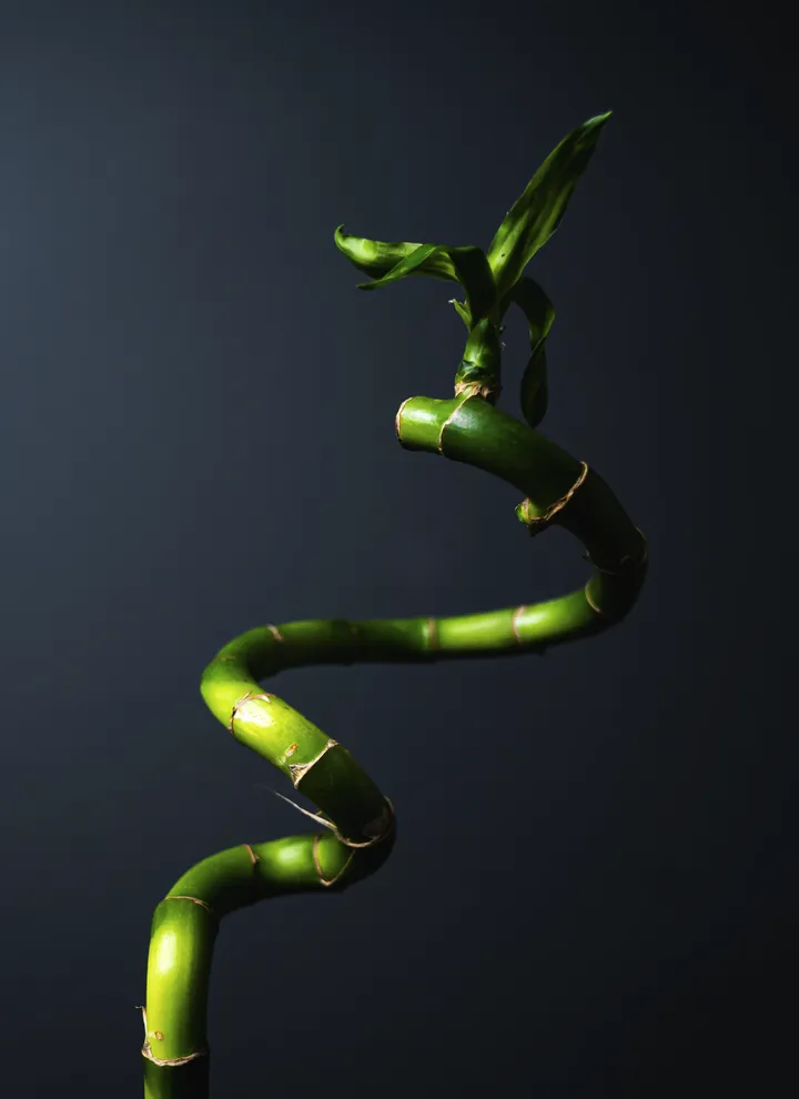 中秋节适合养什么花