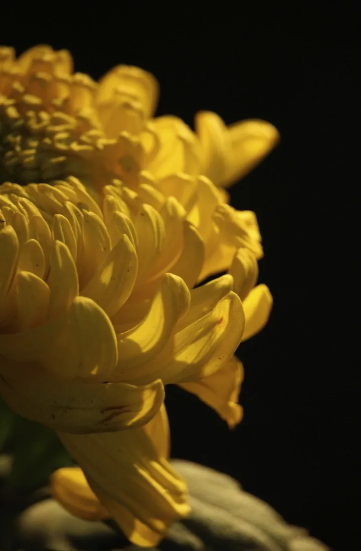 中秋节适合养什么花