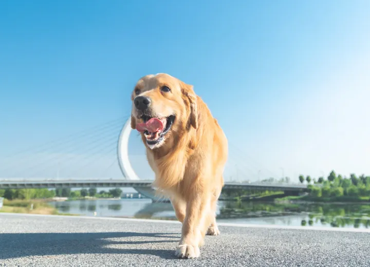 现代生活中的心灵慰藉