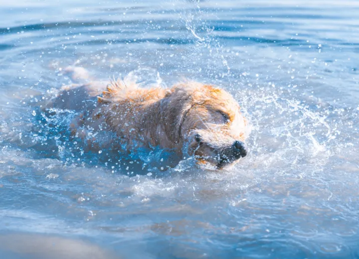 现代生活中的心灵慰藉