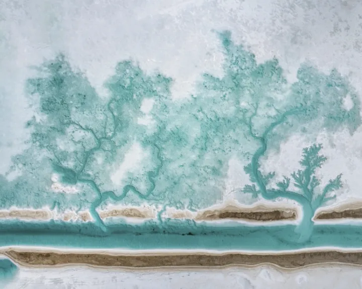 走近青海奇观:一睹“大地之树”的非凡魅力