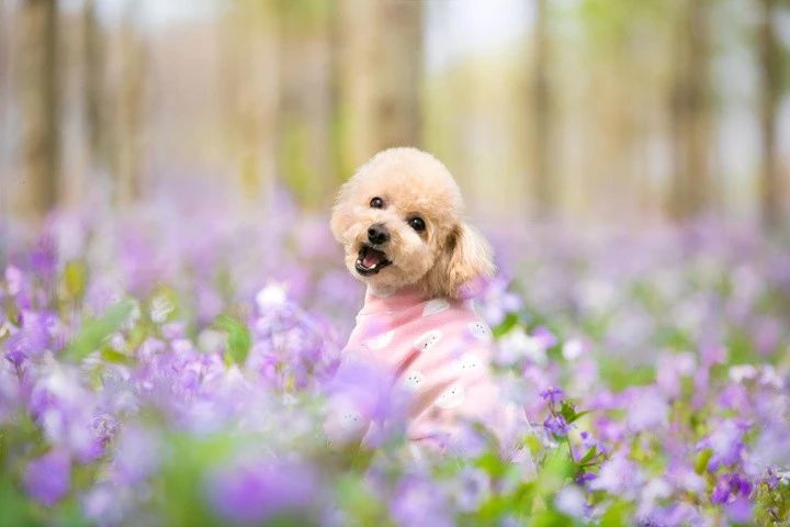 泰迪狗的毛发养护指南