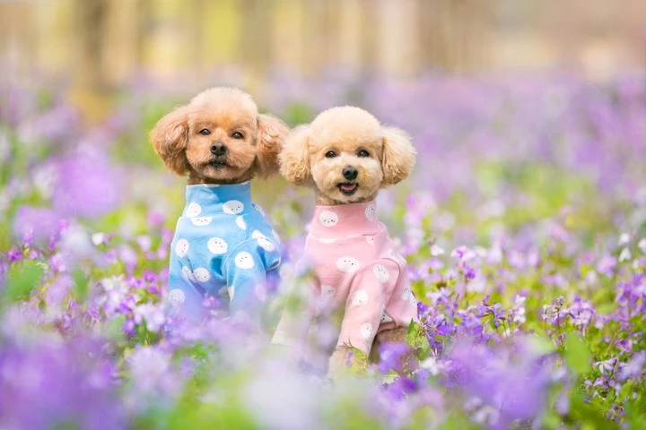 泰迪狗的毛发养护指南