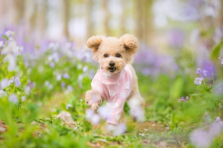 泰迪狗的毛发养护指南